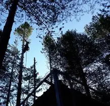TALA Y PODA EN ALTURA DE ÁRBOLES Valladolid 