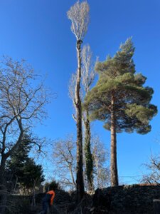 Tala y poda de árboles en altura Valladolid Arboricultura Podas y talas de árboles en altura Valladolid Arboricultura